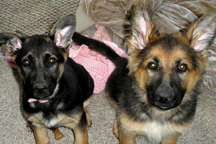 The Gosselins' New Puppies!