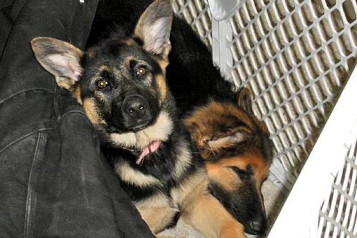 The Gosselins' New Puppies!