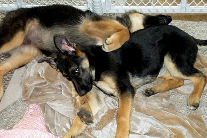 The Gosselins' New Puppies!