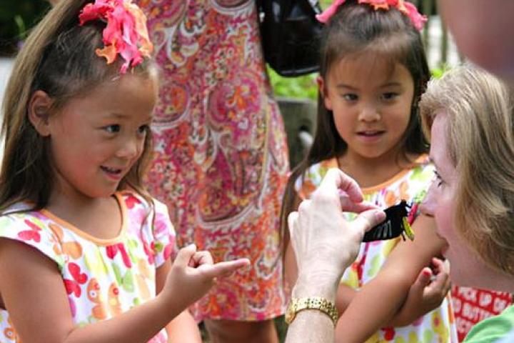Butterflies