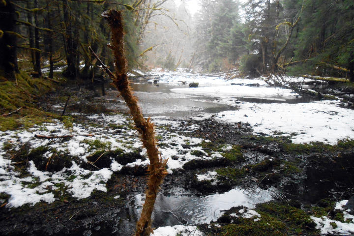 Alaskan Bush People