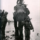 During the Burma Campaign Japanese troops are transported via elephant, 1944.
