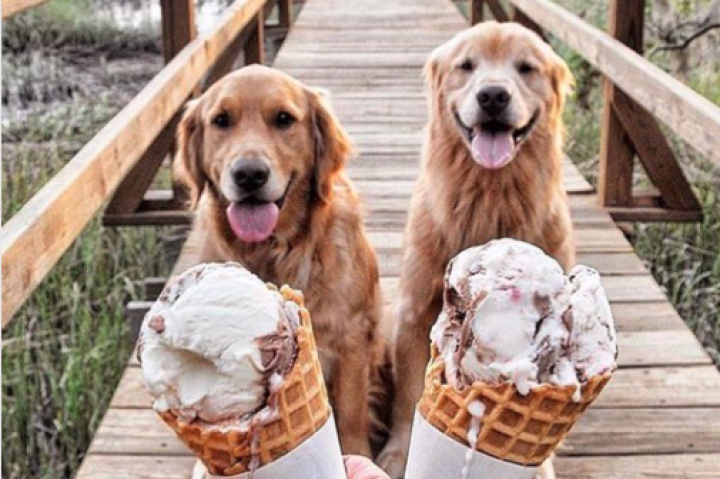 dogs