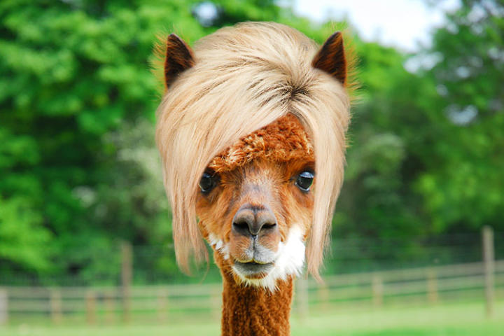 Long Island Alpaca