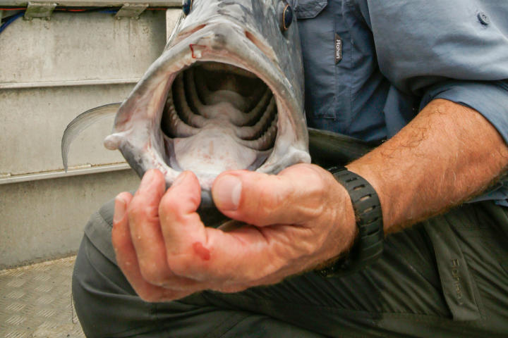 River Monsters