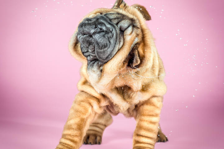 Cloud, Shar Pei, 8 weeks