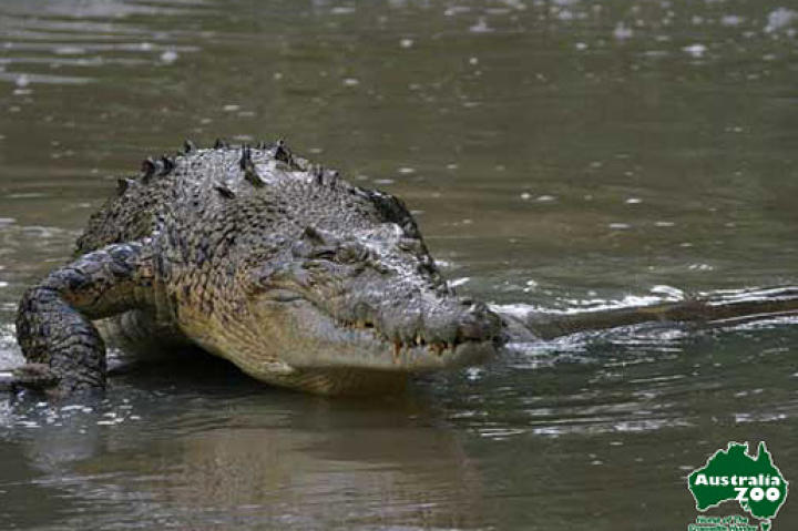 Saltwater Crocodile