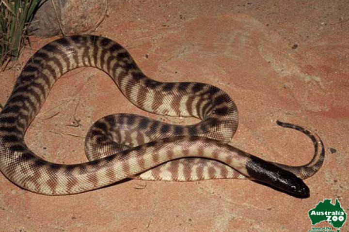 Black-headed Python