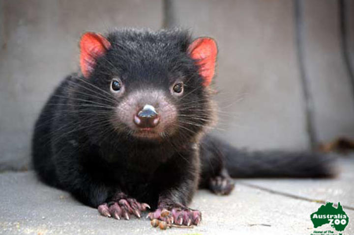 Tasmanian Devils
