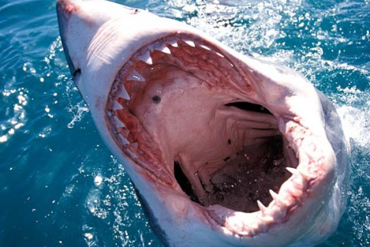 Great White Shark at the surface with its mouth open showing its teeth (Carcharodon carcharias), South Africa, Atlantic Ocean.