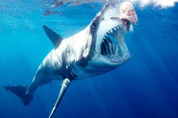 Great white shark arching body and opening mouth for bait (wide-angle) Neptune Island, South Australia, Australia.
The great white (Carcharodon carcharias) is trying to catch the bait as it is being reeled back into a boat.