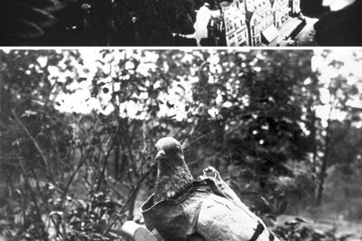 Carrier pigeons had long been used before this one was equipped in the early 1900s with a camera to offer a literal bird's-eye view of the terrain below.