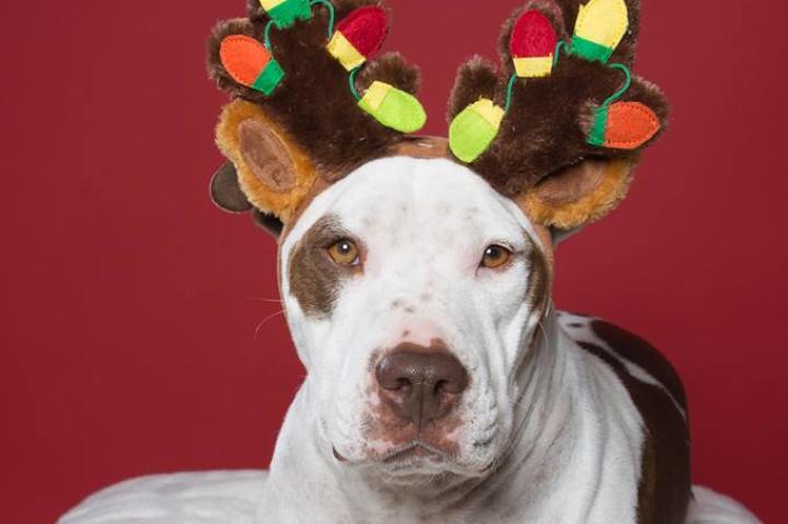 Meet Dudley, one cool Californian Christmas pup! Dudley's taking a break from being Santa's ringer reindeer to wish you all a very Merry Christmas.