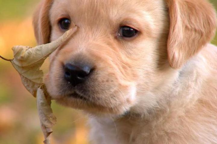 Another of the Labrador Retriever puppies learns about the great outdoors.