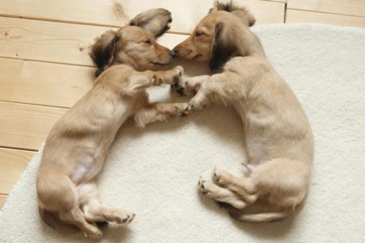 More Adorable Puppy Photos Too Cute Animal Planet