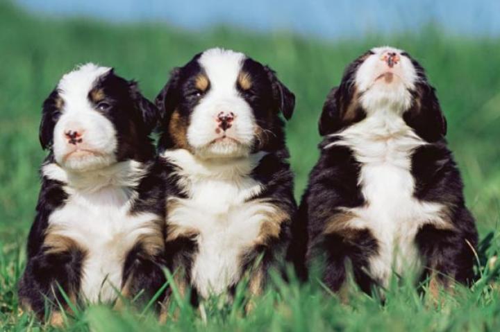 Three fluffy puppies in a row.