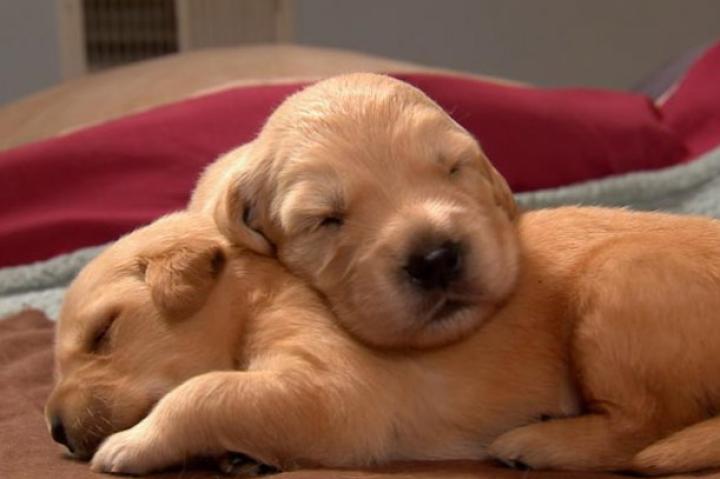 Snoozing pups.