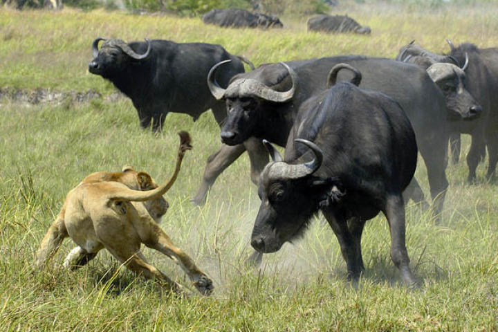 Although they do not have many natural enemies, Cape buffalo are capable of defending themselves against lions.