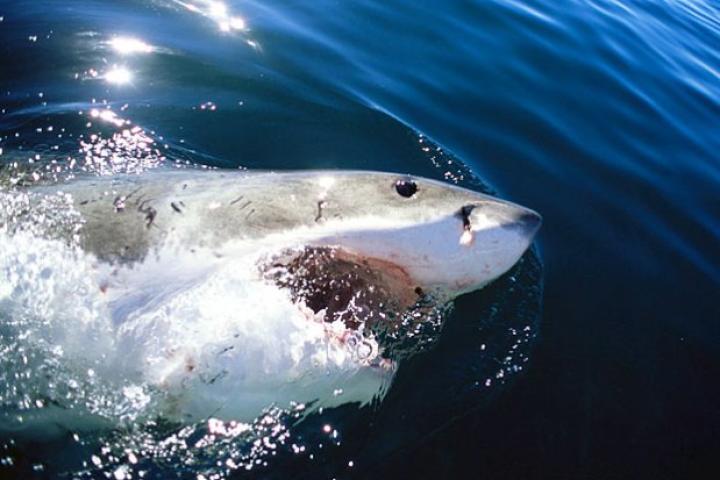 Great white shark (Carcharodon carcharias) surfacing, mouth open. Indian Ocean, Dyer Island, South Africa.