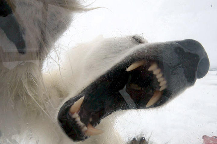 Gordon's view from inside the Ice Cube of a Polar Bear's teeth.