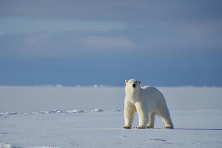 Polar Bear scents the crew.