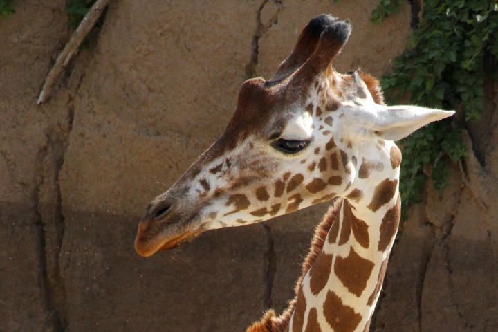 Giraffe Live Birth