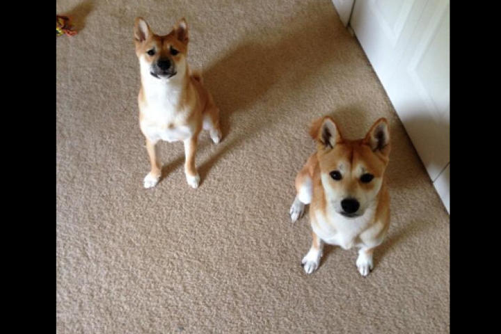 world-pup-09-jonestj2322