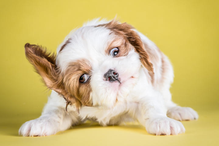 Annie, Caviliar King Charles Spaniel, 7 weeks