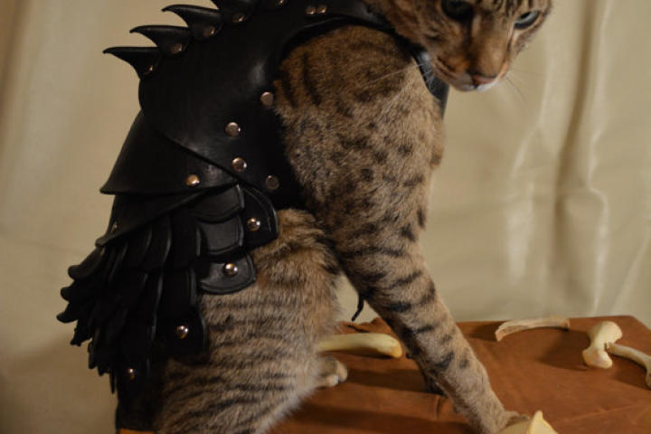 cat-battle-armor-01