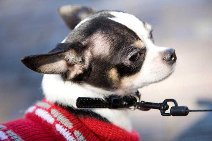 Rocky is going for a walk in the park.