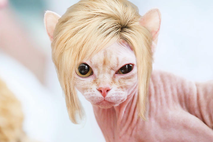 Long Island Cat