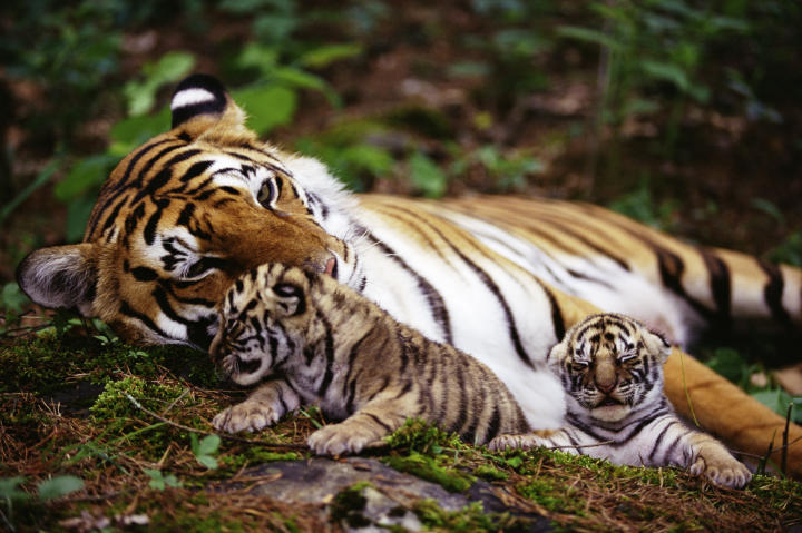 tiger cubs snuggling with mom