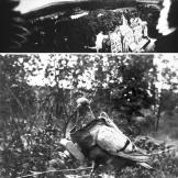 Carrier pigeons had long been used before this one was equipped in the early 1900s with a camera to offer a literal bird's-eye view of the terrain below.