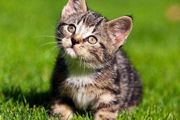 Kitten Cuteness