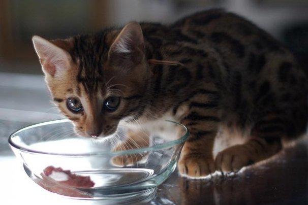 Bengal kitten eating