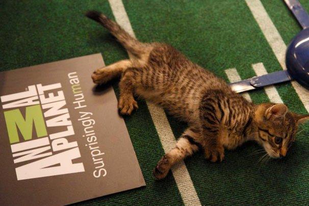 A halftime kitten enjoys some rest before the big show.