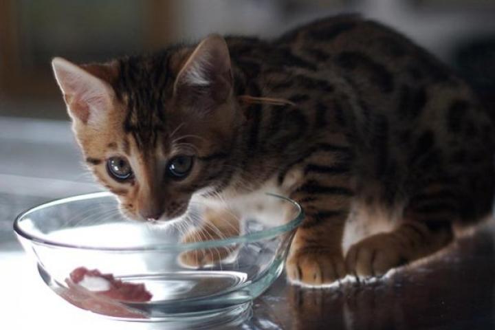 Bengal kitten eating