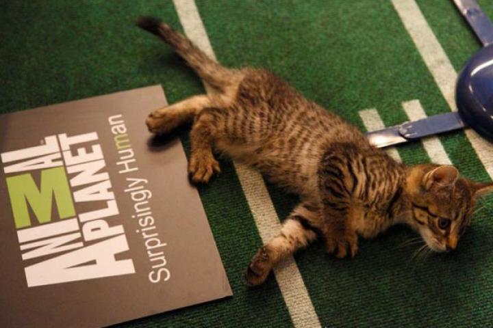 A halftime kitten enjoys some rest before the big show.