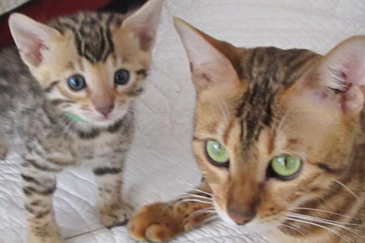 Bengal kitten with mom