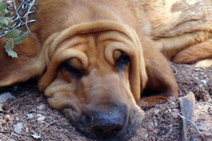 Dog Tired: Submitted by Jennifer G.-