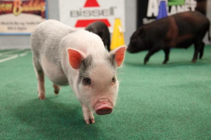 Pigs are on the scene of this year's Puppy Bowl!