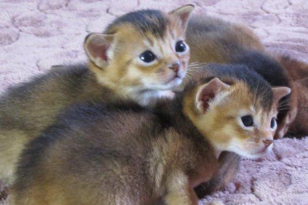 Abyssinian kittens