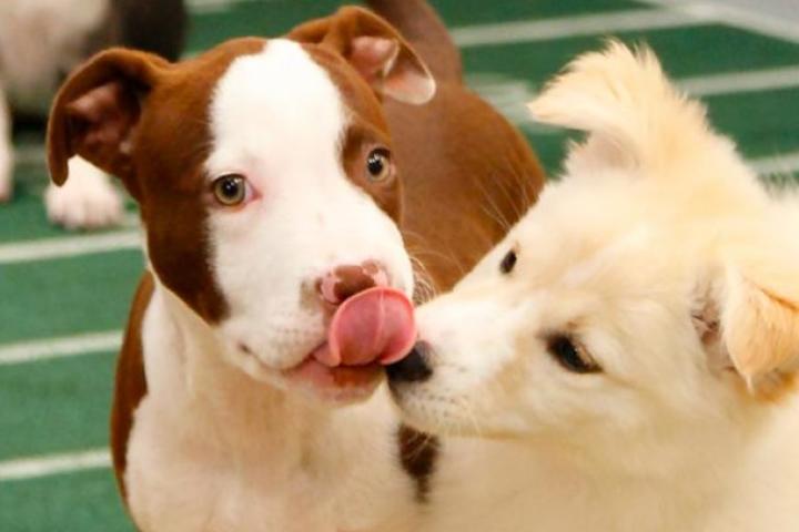 Time out for a lick.