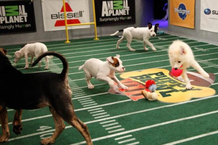 Puppies in action!