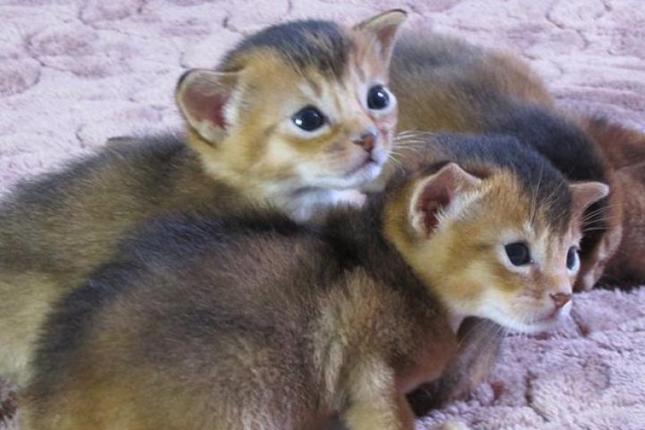 Abyssinian kittens