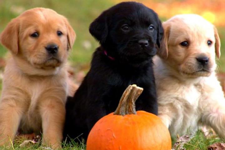 Three little Labs.