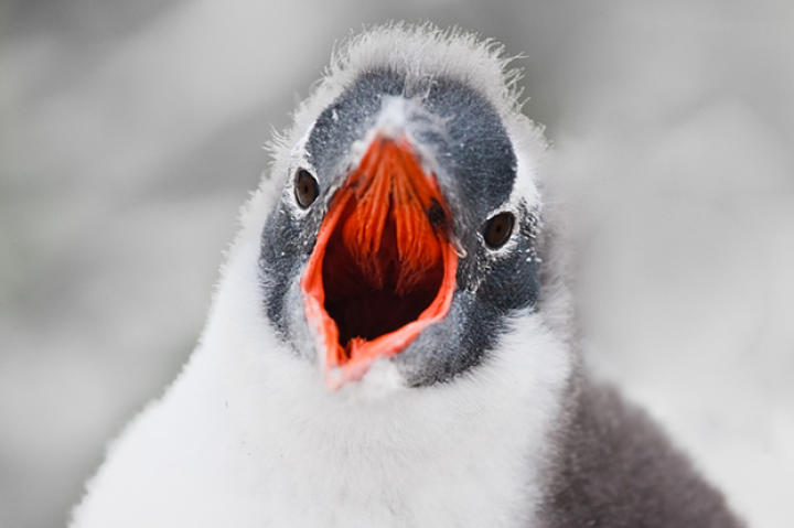 baby penguin