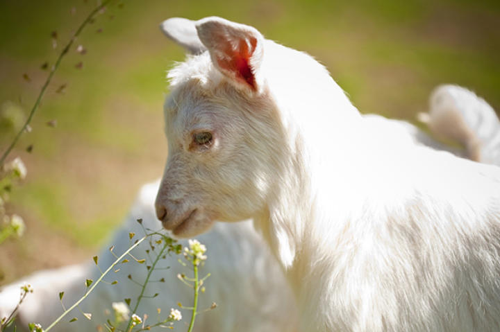baby goat
