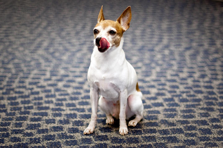 dog