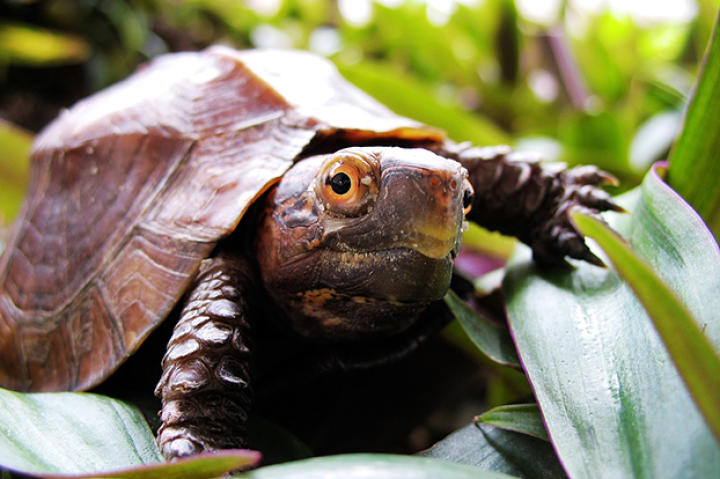 turtle